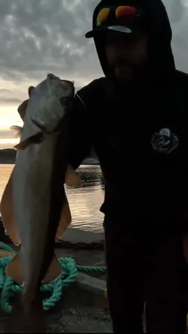 Species hunting in Norway 🇳🇴 #norway #theshorehunter #fishingtiktoks #fishing #bassfishing #lurefishing #codfishing #seafishing 