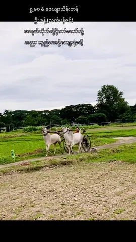 #မောင့်လှည်းယာဉ်ကျော့လေးနဲ့လိုက်ခဲ့ပါအညာမြေကို#အမရပူရမြိုနယ်ယဉ်တော်ဂုဏ်ဆောင်အလိုက်ပြေး#တားမရတဲ့ကျွန်တော်ဝါသနာ#နွားဝါသနာရှင်ညီကိုများအတွက်#ဦးခန့်ရဲ့ဝါသနာ#flypシပေါ်ရောက်စမ်း😊🖤 @user2091819197529 @ကိုကျော် 😍ဇီးကုန်း😍 @🇲🇲🆃🅰 🆈🅾🅰🆃 🅶🆈🅸🇹🇭 @🇲🇲Kyaw Gyi🇲🇲(နဘဲပင်) @🇲🇲နွားထိုးကြီးမြို့နယ်သား @phyo thuaung7035816070911 @ကိုကုလားလေး(သံဘိုကျွန်း) @ကိုမင်းခန့် 