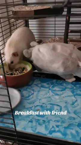 #rats #ratsoftiktok 