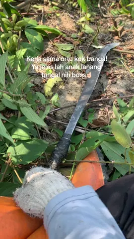 Ada yg sama ga? #sawit #petanisawit #petaniindonesia🇮🇩🇮🇩🇮🇩🌿🌿 #pewaris #perintis #kulisawit #bossawit🌴 #fyppp #foryou #lewatberanda 