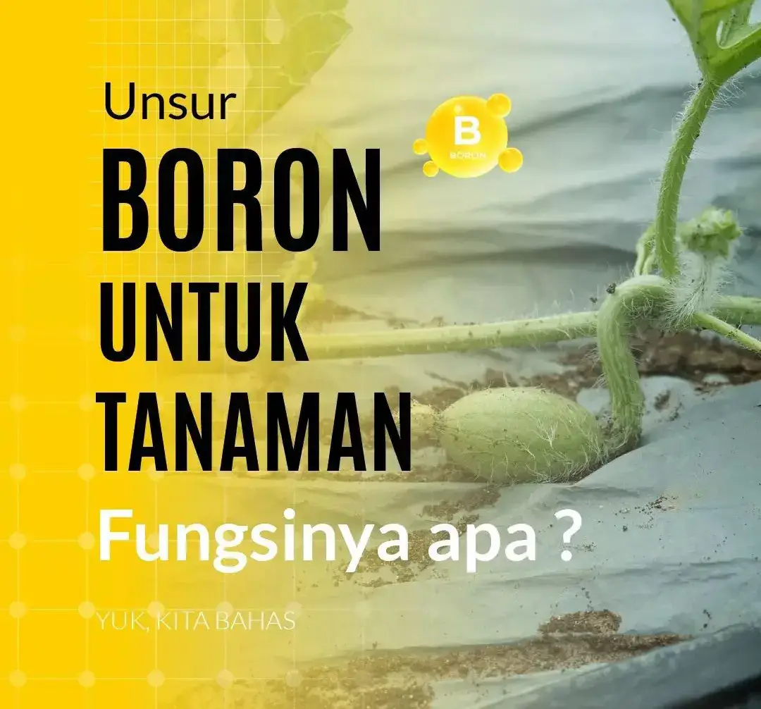 semoga bermanfaat yura 🙏 #petaniindonesia🇮🇩🇮🇩🇮🇩🌿🌿 #petanicabai🌶️🌶️🌶️ #fyp #trichobio #insektisida #petanicabai #tiktokaffiliate #petani #petanimuda #pupukorganikcair #obatulat #boron #kalsium 