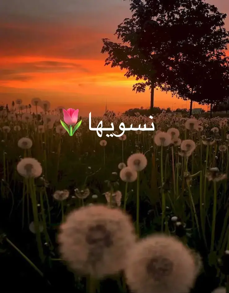 احتاج دعم في هاذا الحساب علشان احط لكم فيديوهات بشكل يومي بليززز🌷🫶🏻  #الشعب_الصيني_ماله_حل😂😂 #