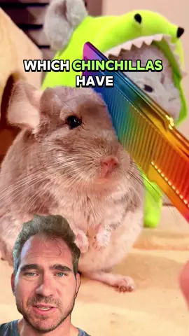 Chinchilla Basics 🌈 #chinchilla #tips |Depeche Mode - Precious | OG content - @suerte_sue @ohagitopapa