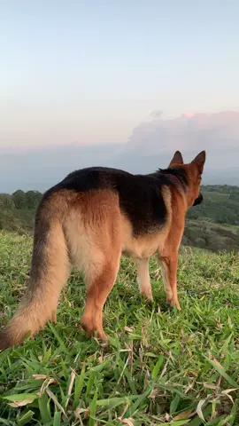 Um Pôr do Sol bem diferente, junto com o Pastor Alemão (Baruk) 🐾 Inscreva-se no canal Mundo Pastor Alemão ❤️ #pastoralemao #pastoraleman #pordosol 