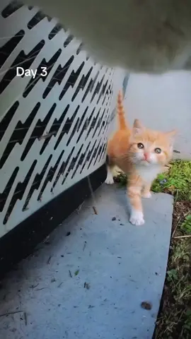 Day THR33#foryoupage #viral #2024 #entertainment #bored #funnyvideos #halarious #goddid #cats #kitten #playing 