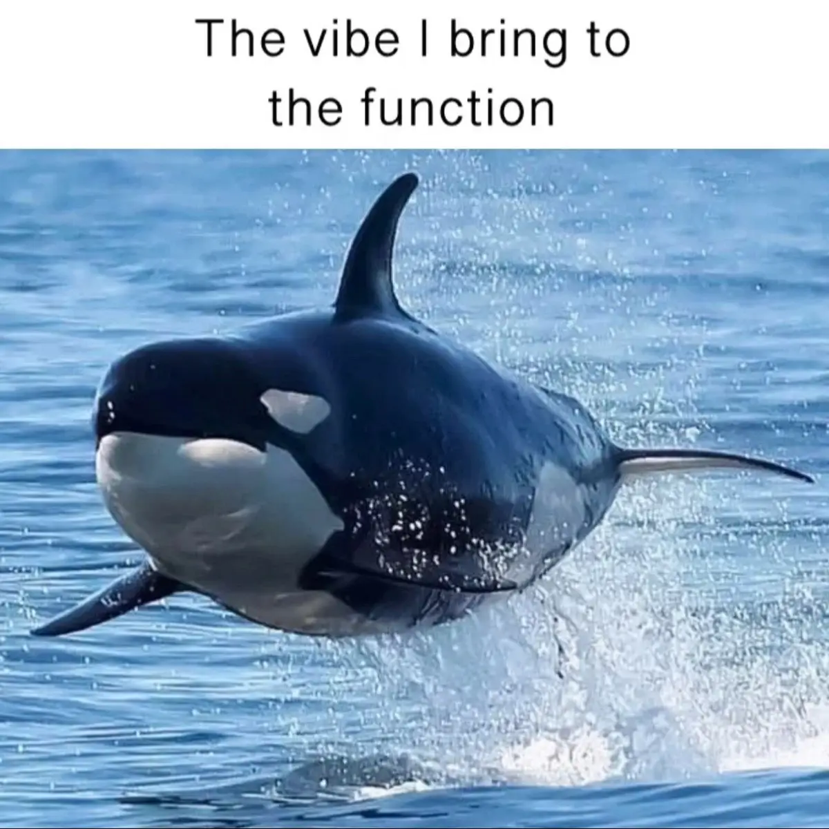 Maybe in another universe I can be a silly orca #fyp #orca #killerwhale #viral #funny #photos #vibe #dolphin #ocean #seaworld #cool #cute #captivity #orcawhale #slideshow #silly #trend #animals #edit #plsblowup #trending #foryou #fypp 