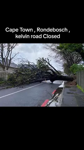 Rondebosch , Cape town , Kelvin rd Closed #fyp #foryou #fypシ #foryoupage #weather #wind #storm  #capetown #capetownstorm # 27 august 2024 