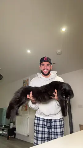 Kitten update! 🤯 #fy #kittens #cat #catsoftiktok #GlowUp 