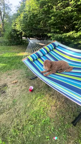 When you have one too many and try to get off the hammock looking elegent #dogtok #dogsoftiktok #puppy #puppylove #verydemure #vacation #capecod 