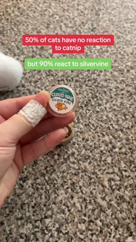 if your cat doesn’t react to catnip, try silvervine! #creatorsearchinsights #giftfromtiktokshop #shopicons #silvervine #catnip #catsoftiktok #cats #cattoys 
