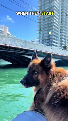 😬😬 - - #germanshepherd #gsd #dog #puppy #miami #miamibeach #bay #biscaynebay 