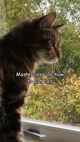 I think I'm in. What ya'll think? Send this to someone you tryn to seal the deal with. 😂 #cats #catsoftiktok #cat #talkingcat #singingcat #goodmorning #cutiepie #funny #cute #animal #pet #PetsOfTikTok #pets #fyp #foryou #foryourpage