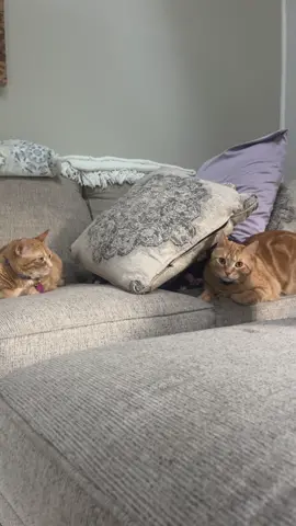 He is trying so hard to surprise her🤣 #macaroni #macaroniandcheese #macaroniandcheesethecats #macattack #smackaroni #warningpaw #orangecat #stopyourescaringme #orangecatbehavior #orangecatsoftiktok #orangecats #smacaroni 