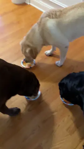 Sugar free applesauce and carrots! #yum #healthytreats #labsnacks #ilovemydogs #labradorsoftiktok #labs 