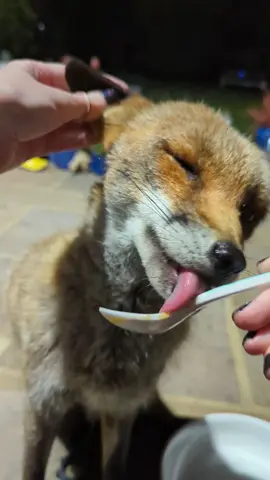 Miss P's ears were NOT off-limits tonight!!!!! 😱😭❤️ And yes, they were the softest things in the world. 🥹 #cute #fox #animals #missp #wildlife #animalfriends 