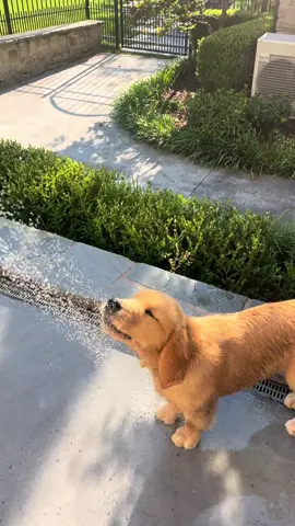 happy dog 🤸‍♀️☀️  #goldenretriever #goldenretrieverpuppy #goldenretrieversoftiktok #puppylove #waterdog #happydog #goldenretrieverlife #goldensoftiktok #goldenpuppy 