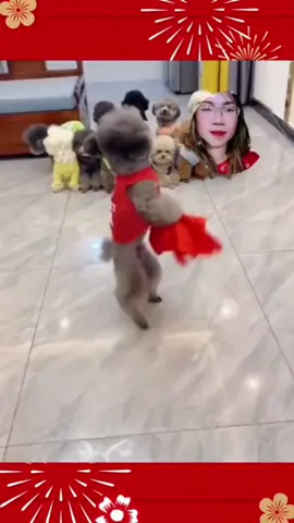 #dogtalent #funnydog #funnyvideos #amazingdog 