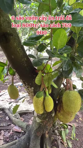 Bán vườn : 0889.335.779 #nhavuon #nhadatdongnai #nhadatannhien #khucongnghiepbauxeo #datgiare #xuhuong2024 #sohongrieng #muabannhadat #phaplybatdongsan #doanhnhan #datngop #chungkhoan #thitrantrangbom #thanhphobienhoa #saigon #dattrangbom #dautubds #thanhphohochiminh #bdssaigon #nhavuondep 