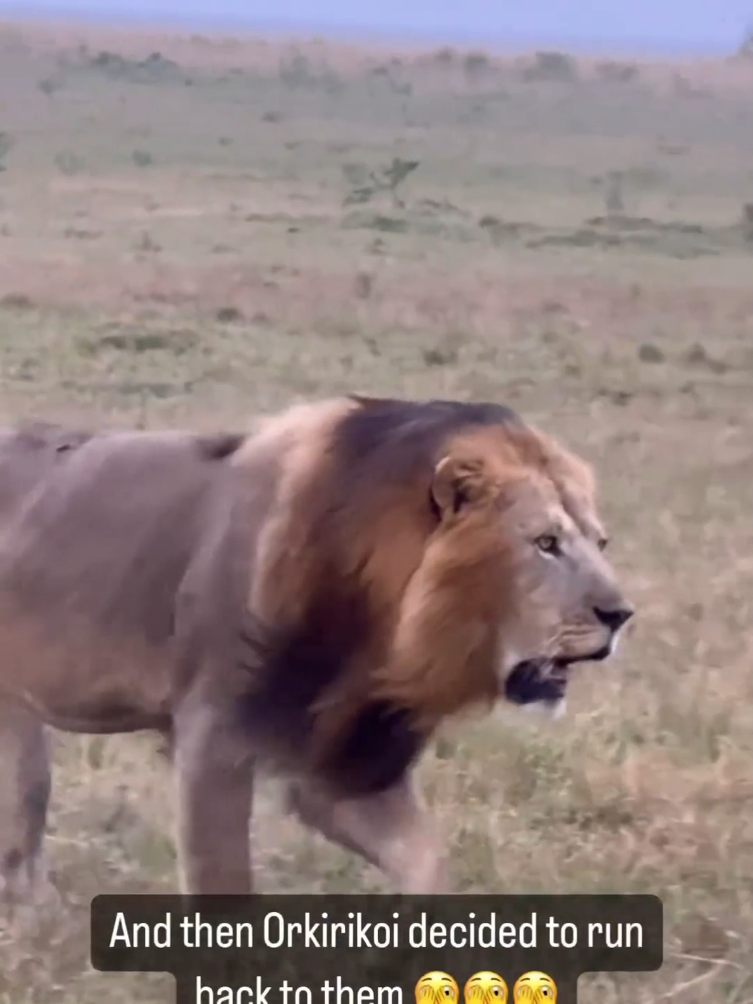 Kaskaz males and Orkirikoi Kaskaz males slept in Orkirikoi's territory for a day, Orkirikoi decided to run back to them, they started a new round of chase in the rain. Orkirikoi has not eaten for at least 3 days. Credit: sandra_marefu #lion #lionking #wildlife #safari #kenya #masaimara #justiceforolobor