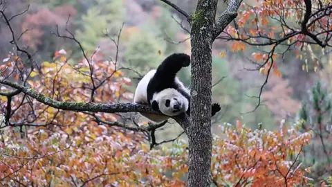 This #panda in #Shaanxi’s Qinling Mountains lazily stretches on a treetop, soaking up the cozy afternoon sun. As autumn approaches, the mountains will be draped in golden hues. Click the video to catch its playful moments! 📸：蒲志勇