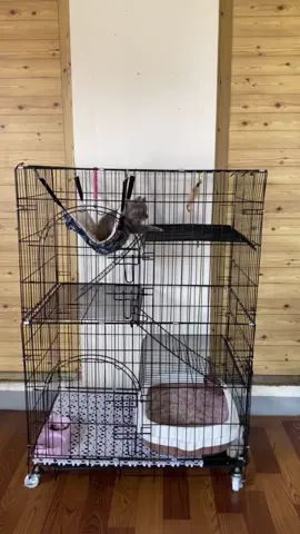Finally found this heavy duty cat cage!! Super worth it👌👌👌 #catcage #fyp #fypシ゚viral #fypage #cats #catlovers #cat #cage #petcage #pet #petlover #PetsOfTikTok #heavyduty #3layercatcage 