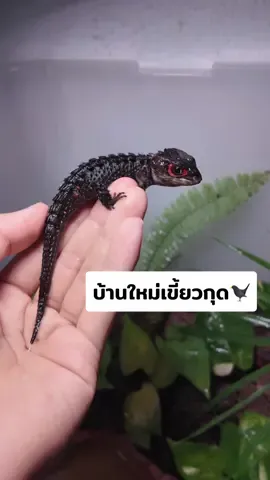 จัดตู้ใหม่ให้เขี้ยวกุดกัน #สัตว์เลี้ยงtiktok #สัตว์exotic #สวนสัตว์tiktok #เขี้ยวกุด #เรดอายสกิ้ง #skink #สัตว์หายาก #redeyecrocodileskink #toothless #howtotrainyourdragon #เลี้ยงสัตว์ #มังกร 