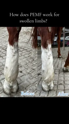 There is significant research showing that PEMF greatly assists with Edemas. As you caj see this video, it is acting immediately to regenorate those unhealthy cells- promoting accelerated healing 🔋 #horsetherapy #pemftherapy #pemfequine #horseriders #pemfpractitioner #perfectlypulsed #horsesoftiktok #pemf #pemflivestock #pemfpulsemachine  