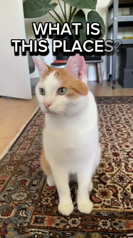 The Mr Munchkin man & The Hole Mole saga continues… #cat #eldenringmeme #orangecat  Credits: 2Chubbs