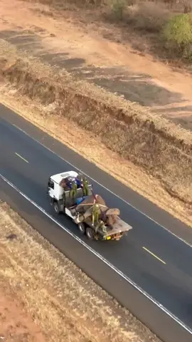 Giving an elephant a lift! Even here in Kenya, where we are fortunate to have elephants, it’s not your average sight: A 6-tonne bull elephant being transported down the highway! This particular individual was being translocated to KARI Ranch, an area under our protection, having just received lifesaving treatment from our SWT/KWS Tsavo Vet Unit.   It all began with the discovery of a single – enormous – tusk, which members of a community found just lying on the ground. It was reported to KWS who collected the tusk and began patrolling the area. They requested aerial support, which we provided and our pilot successfully spotted a large bull with a single tusk. He also sighted a big hole in the bull’s cheek, above where the now missing tusk would have been. We started to put plans in place for a treatment, the urgency of which escalated when the elephant knocked over a member of the community.   So it was that our treatment grow into a translocation. Visit our website to read the full story and watch our teams come to this vast elephants aid: sheldrickwildlifetrust.org/news   #elephant #bull #ivory #tusk #treatment #veterinary #sheldricktrust #kws #wildlife #kenya #coexistence #conservation #animalrescue #heavyload #animals #transport #sheldrickwildlifetrust 