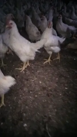 bismillah..ayam Kalasan (pejantan) spek jumbo. ready untuk rumah makan dll siap antar & kirim ke alamat #ayamgoreng 