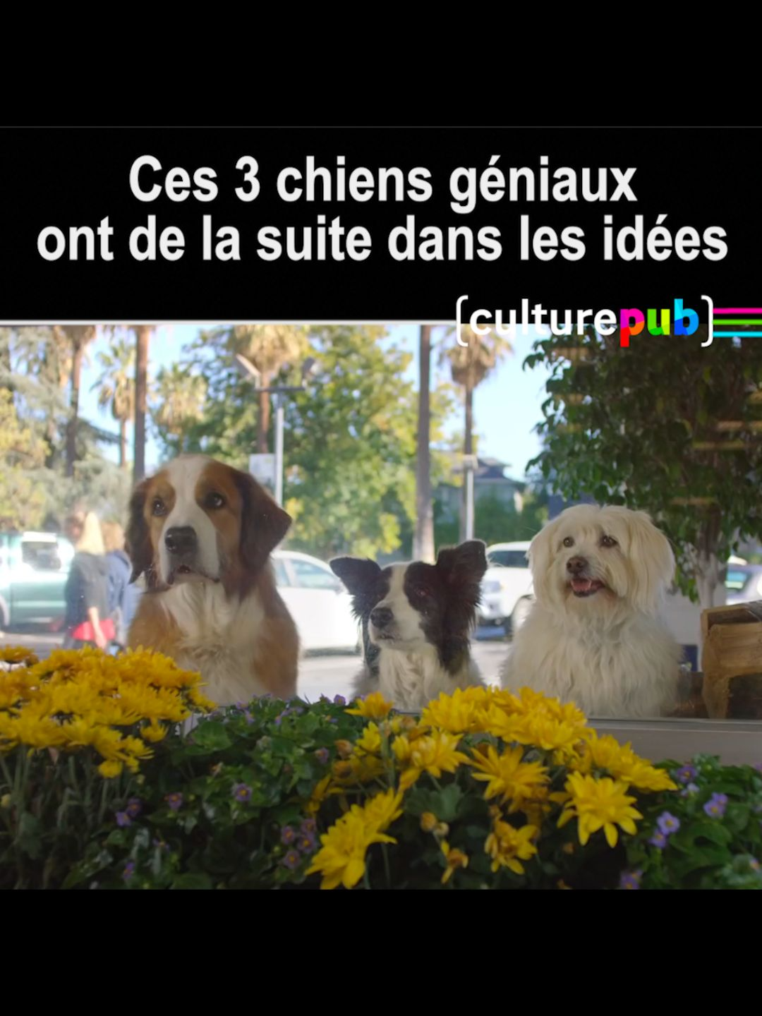 Ils sont trop forts ! 🐾😍 #dogs #dogsoftiktok #smart #funny #video #hungry #world #best #ad #tv #commercial #foryou #fyp #pub #pourtoi #culturepub #france #french #media