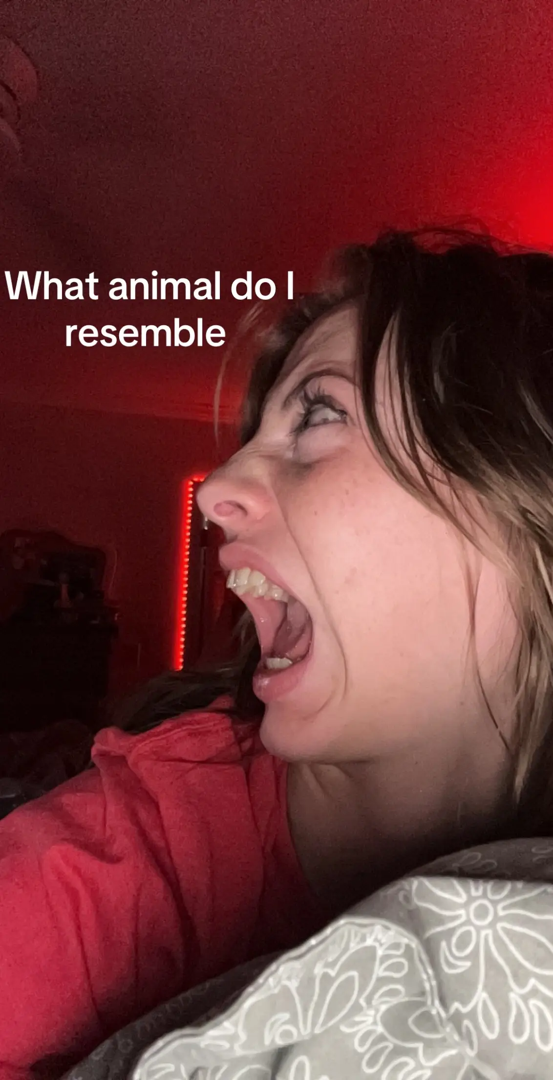 What animal do I tesemble 