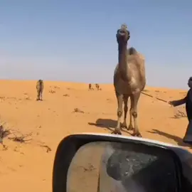 #لطامات #ابن_دغيثر 
