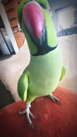 Prepare to be enchanted by our delightful green Indian Ringneck parrot, Loki! This charming little bird has a flair for the dramatic and a talent for speaking sweet Greek words and phrases that will warm your heart! 🇬🇷💖 #LokiTheParrot #GreekSpeakingBird #IndianRingneck #PetTok #AnimalLovers #CuteParrots