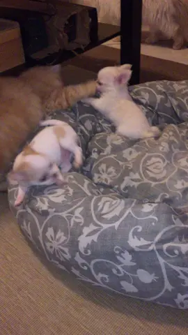 #chihuahuastiktok #chihuahua #❤️❤️❤️❤️❤️❤️❤️❤️❤️❤️❤️❤️❤️❤️❤️ #chihuahuapuppy #cagnolinipiccoli #puppydog #🐾🐾🐾❤️❤️❤️🤗🤗🐈🐕 #chihuahualove #voliamoneiperte #Doglove #chihuahuas #🐾❤️ #lamore 