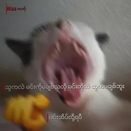 Good night 🤧 #ဟာသစာတို #tiktokfunnyvideos #စာသားတူရင်crdပေးပါတယ် #စာတို #foryou #fyp #tiktok #viral #tiktokmyanmar🇲🇲 #realman #Rizzedit💫 #sawki🕷️ #@🇳🇱 Saw K K T 🇳🇱💦 @𝐍𝐢𝐱 စာတို🌈™ @Gue Gue🎀 @JOHN MĪĒ “( တာတီး )’’ @SAW M. K. Z 