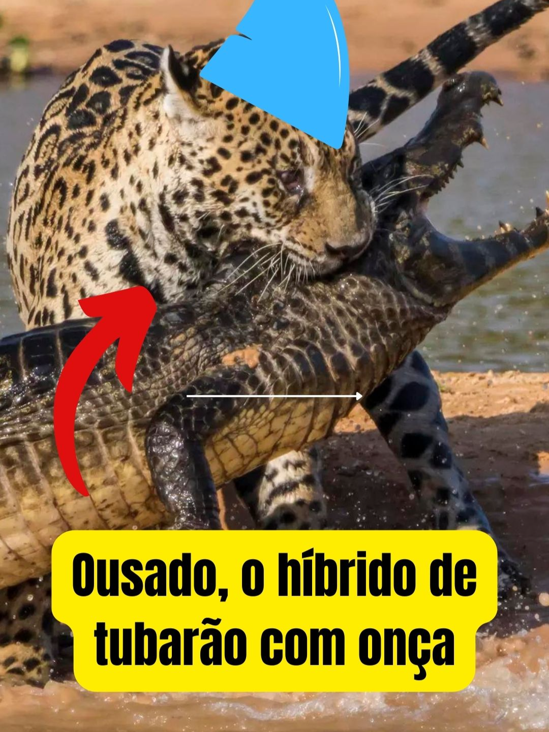 Onça hibrido com tubarão? Conheça a onça pelo nome Ousado.