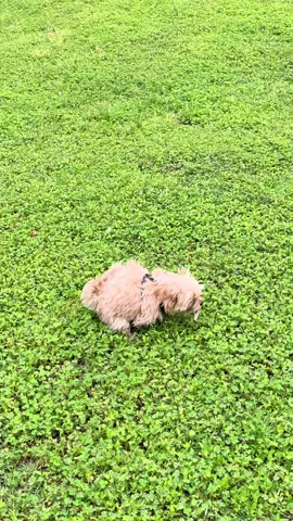 Sometimes it comes when you least expect it😀 #tinyteodoro #maltipooteodoro #maltipoo #poodle #maltese #cutepuppy #pets #smalldog #doglover #dogsoftiktok #cutnessoverloaded #maltipoosoftiktok #toymaltipoo #foryou #fyp #puppylove 