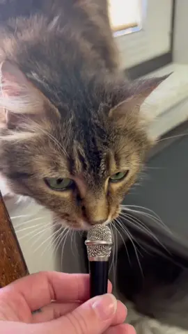 Some ASMR from our adoptable kitties 🎤 #humanesociety #rescue #baldwincountyalabama #adoptme #adopt #fairhopealabama #shelter #PetsOfTikTok #cat #catsoftiktok #fairhope #asmr 