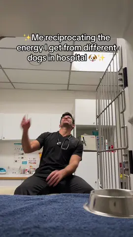 The chihuahua had me done 😂😂#staffordshirebullterrier #chihuahua #rottweiler #veterinarian #dogs #dogbreeds 