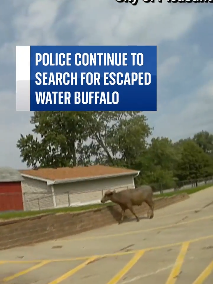 The animal escaped its owner in Iowa, USA and officers located it but didn't have the correct tranquilisers to sedate it. #escapedanimals #buffalo #iowa