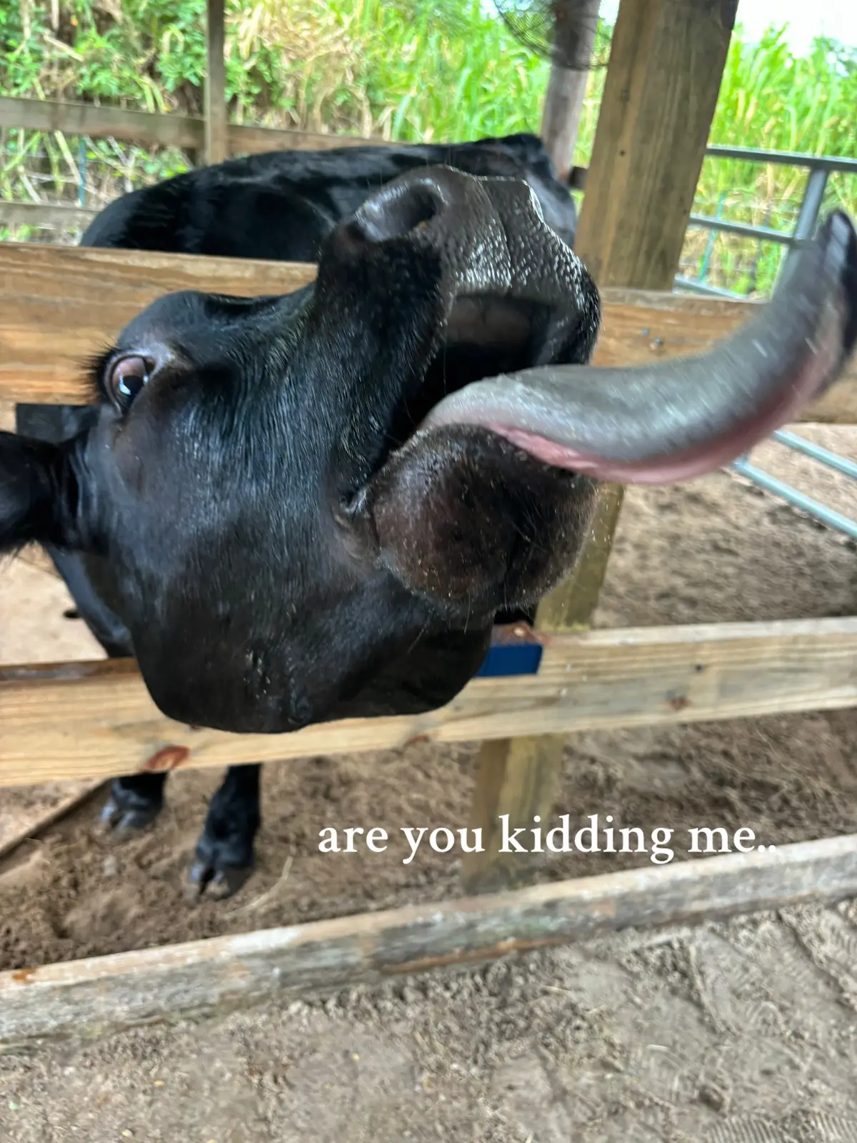 sorry boo #fyp #fypツ #fypシ゚viral #relatable #viral #fy #foryou #steer #stockshow #ffa #4h #livestock #heifer #bull #angus #cowsoftiktok #showsteer #showlife 