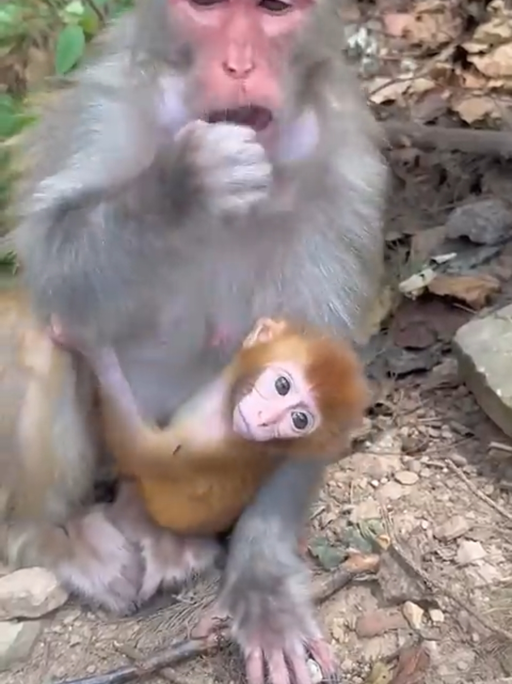 #monkeys #monkeyfunny #cutemonkey #monkeyfunnyvideo #dancemonkey #monkeyvideo #monkeycute #monkey #babymonkey #singe #monkeyboy #maroc #poormonkey #smile #cute #funny #animal #monkeyface #monkeyfish #Love #life # ترند #short #cute #like #المغرب  #اكسبلور #قرد رضيع