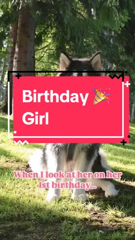 Happy 1st Birthday Tundra Sky. It’s crazy to me how much you have grown in the 7.5 months since we adopted you from @Seattle Animal Shelter . #foreveryoung #puppiesoftiktok #malamutepuppy ##birthdaygirl