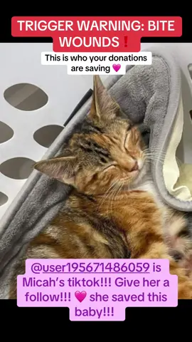 UPDATE!!!  I havent decided whether or not im going live tonight. Its been an emotional day for me 😮‍💨  #scootsarmy #scootshonor #scoot #scooterbooter #specialneedscat #specialneeds #wheelchaircat #mamascoot #catsoftiktok #kittensoftiktok #paralyzedcat #whitekitten #tortoiseshellcat #wolfeanimalhospital #jesupga #jesup @user195671486059 