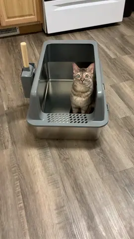 I love this! #ad #fyp #fypシ゚viral #cat #catsoftiktok #Gumbus 