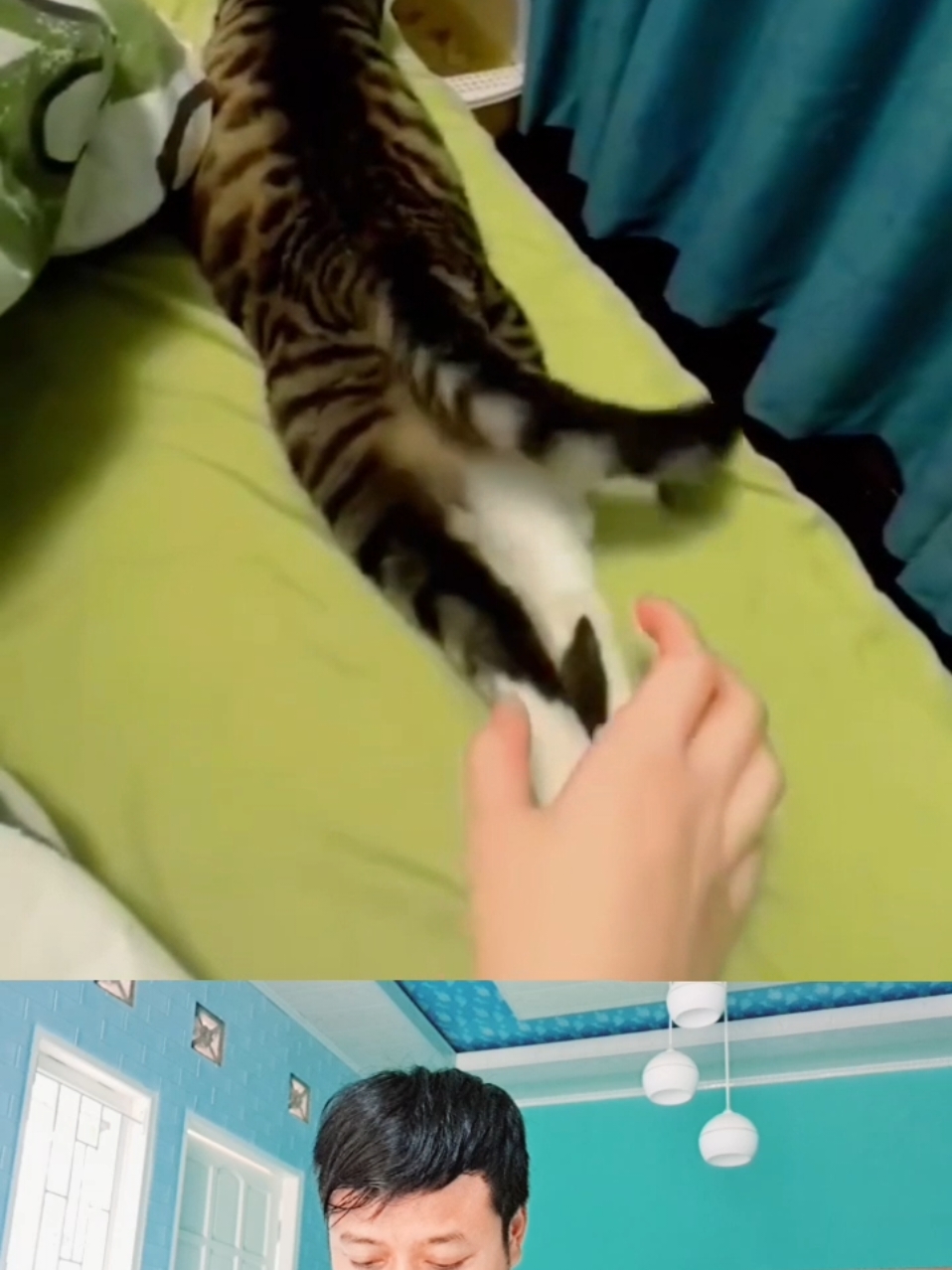 Reflek secepat kilat tanpa melihat 😱 #reflekkucing #kucinglucu