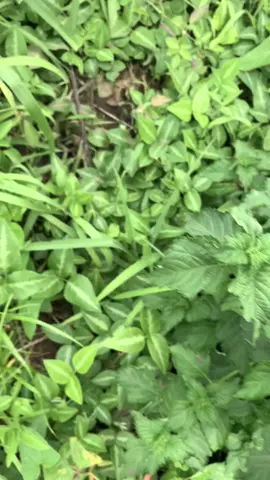 Tewali atuwunyamu..... #trend #viral #foryoupage #lands #fyfyfyfyfyfyfyfyfyfyfyfyfyfyfyfyfyfy #update #trending #unclehyper #fypage #fypシ #unclehyper #land @UNCLE HYPER @VICTORY UGANDA 