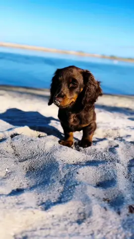 Its the sand in the nose for me 🥹🩷🐾🦴 #miniaturedachshund #dachshund #dachshundpuppy #puppy #minidachshund #longhaireddachshund #fyp #beachvibes #beach #puptiktok #puppylove #dachshundoftiktok 