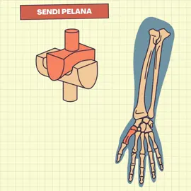 Media pembelajaran IPAS. Cara kerja sendi pelana. #sistemgerakmanusia 